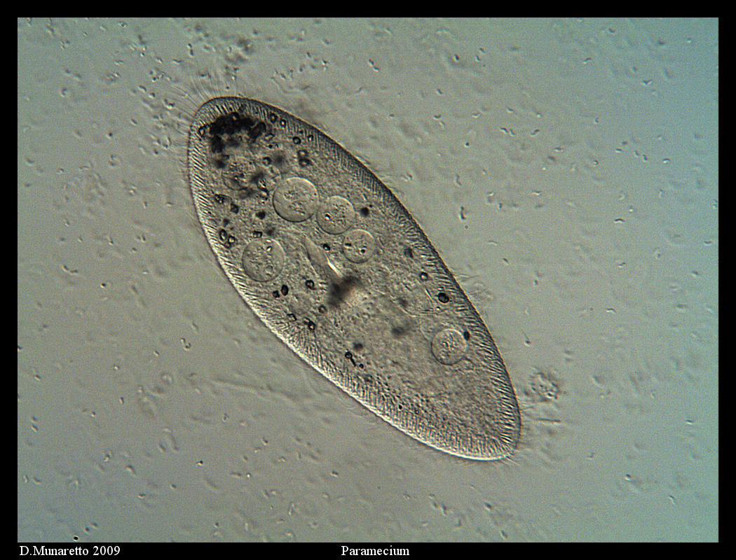 Paramecium